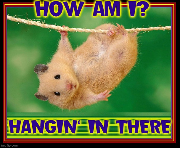 Featured image of post Gerbil Gif Meme