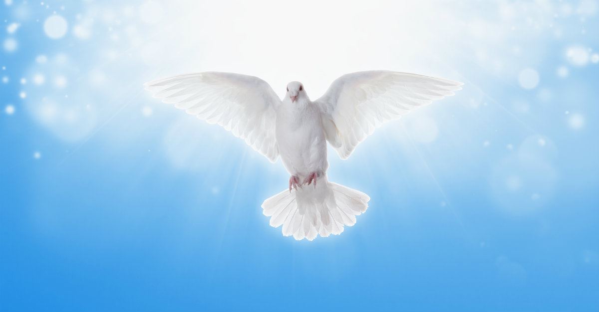 Featured image of post Holy Spirit White Dove