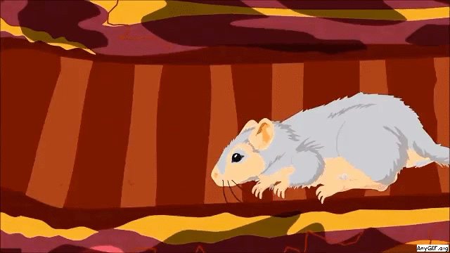 Featured image of post South Park Gerbil Gif